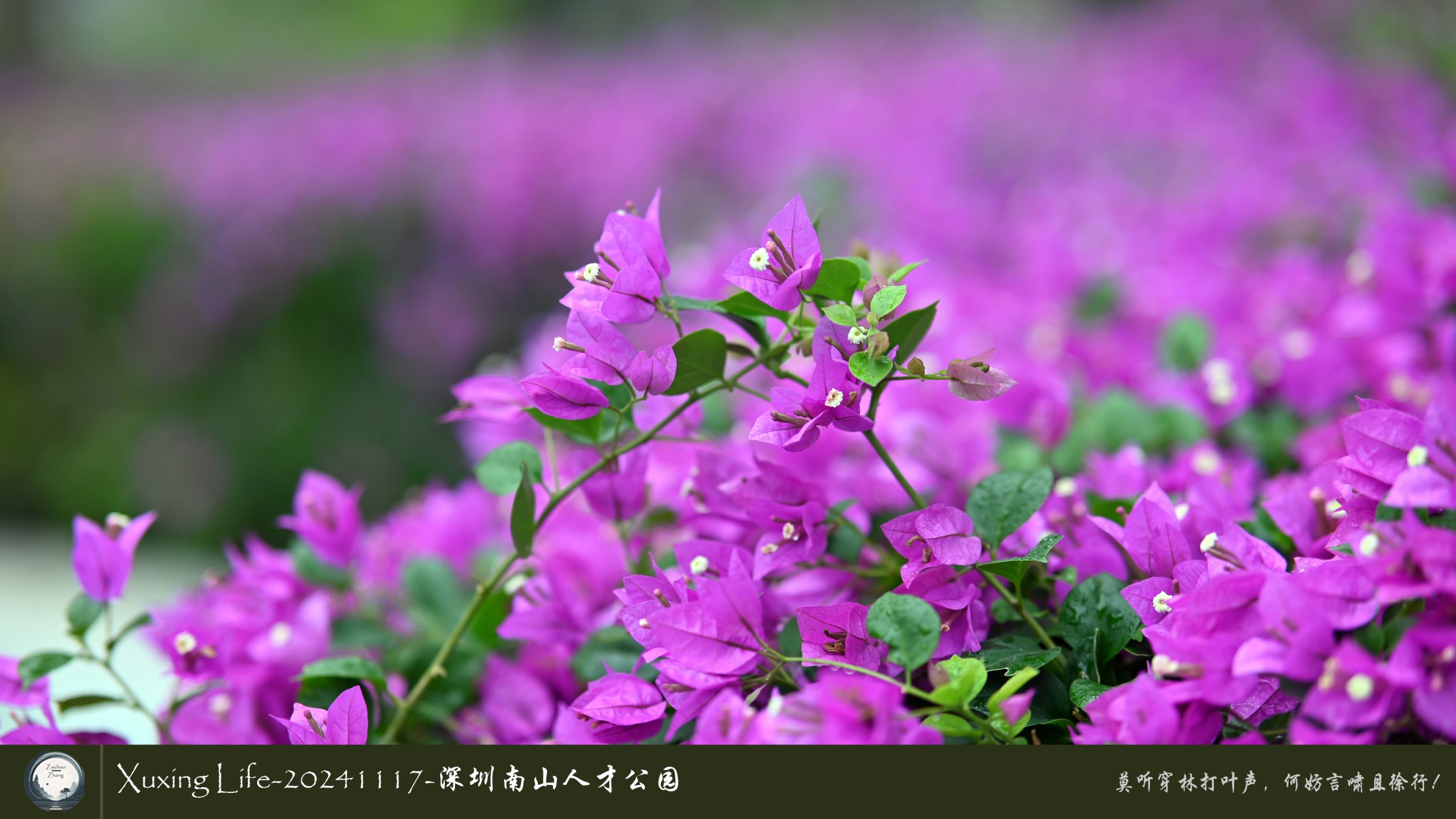 XuXing Life - 20241117 - 深圳南山人才公园