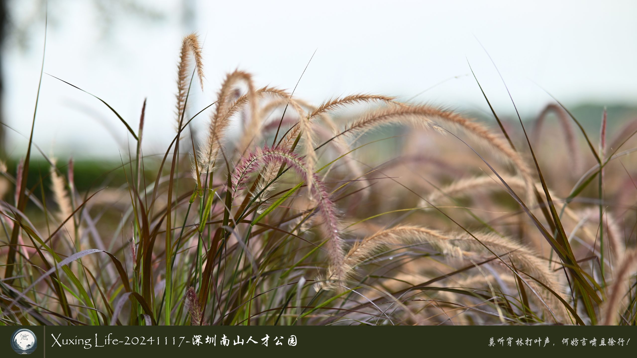 XuXing Life - 20241117 - 深圳南山人才公园
