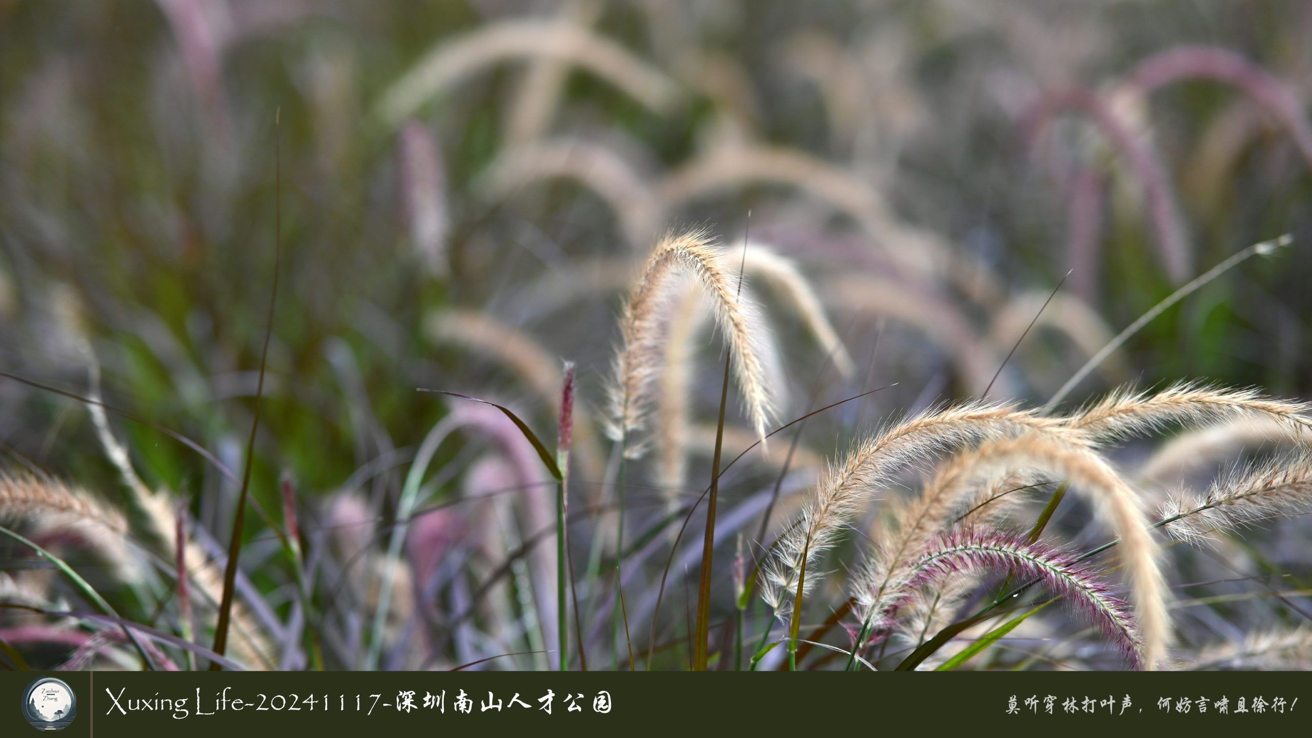 XuXing Life - 20241117 - 深圳南山人才公园