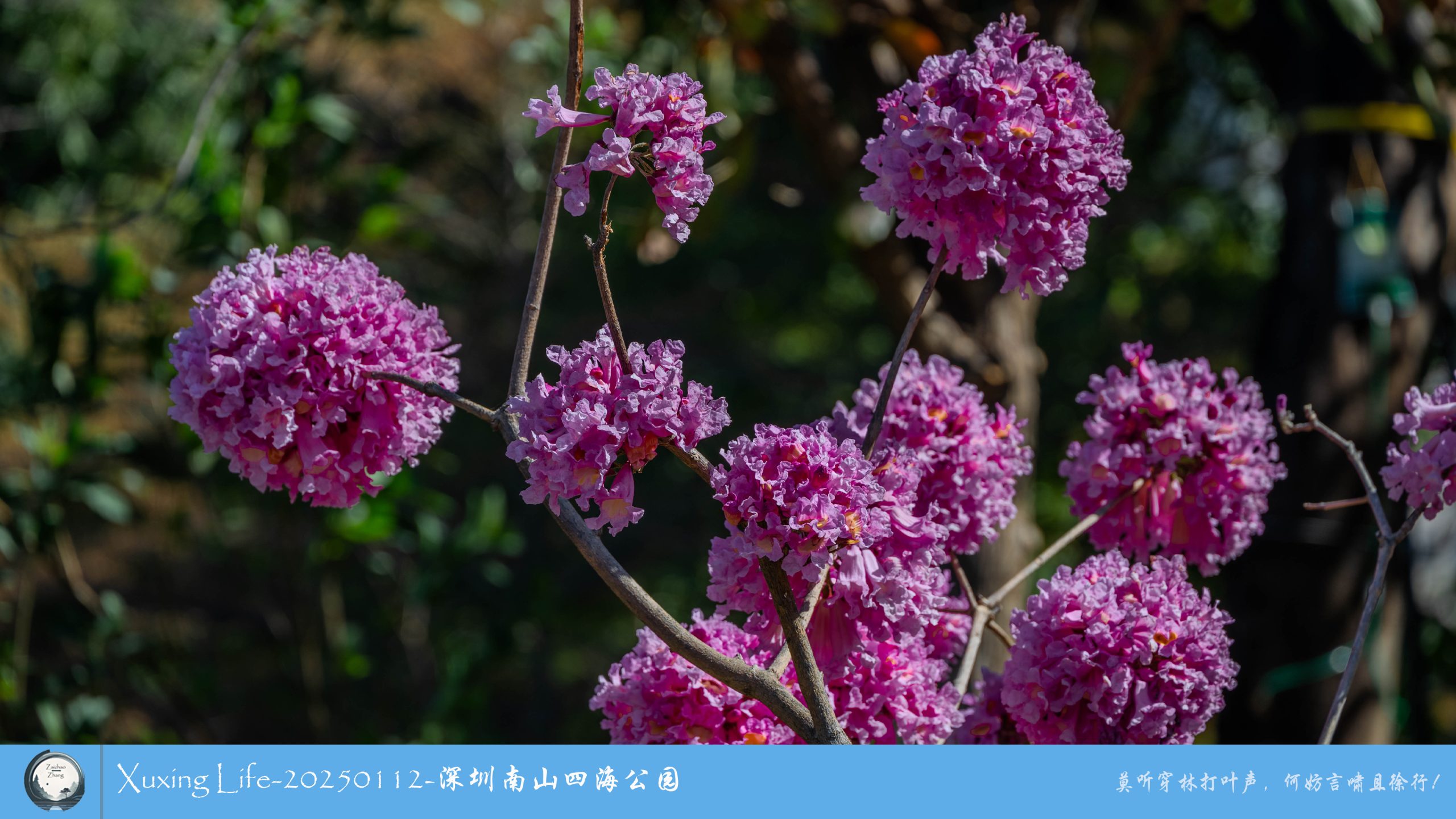 XuXing Life - 20250112 - 深圳南山四海公园