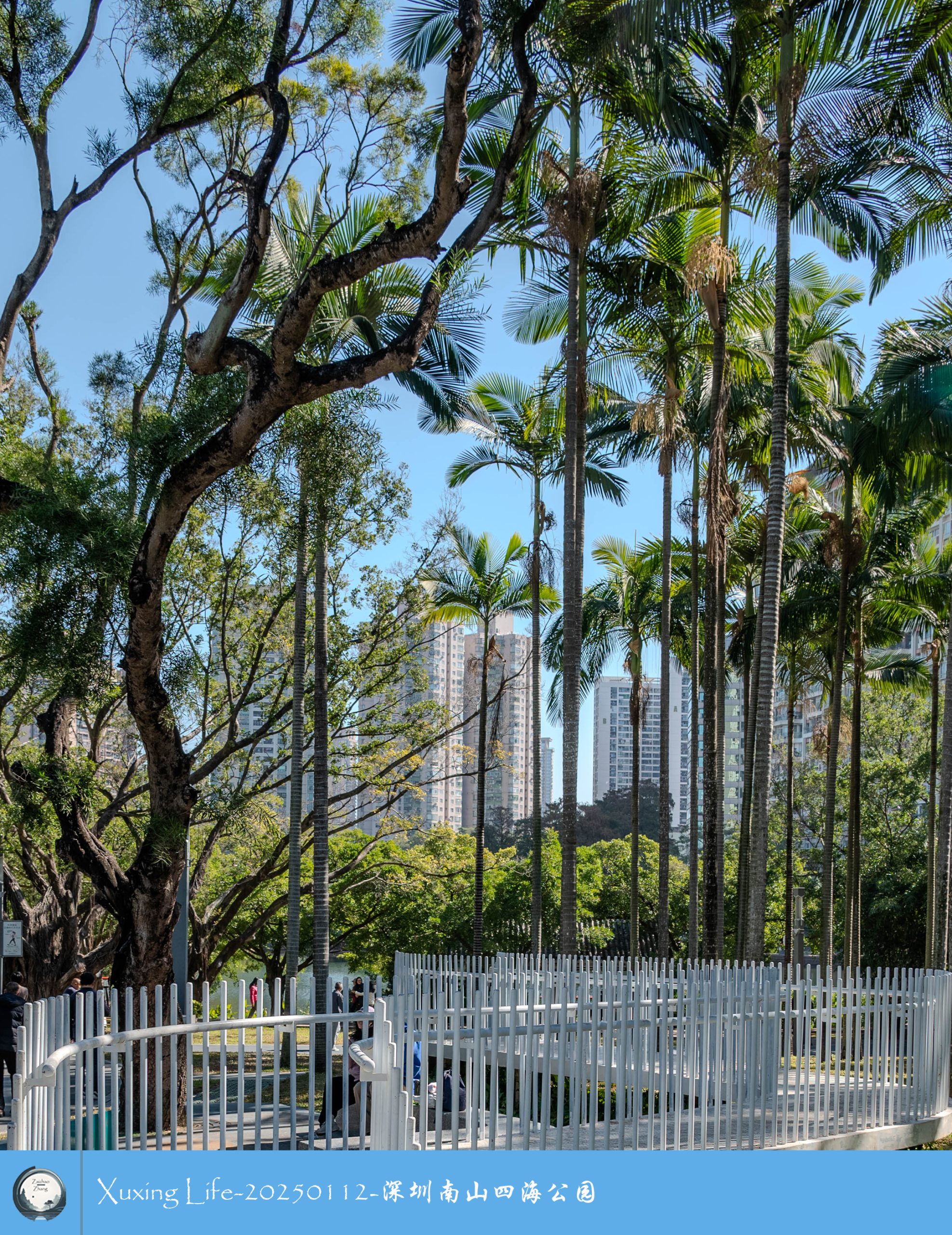 XuXing Life - 20250112 - 深圳南山四海公园