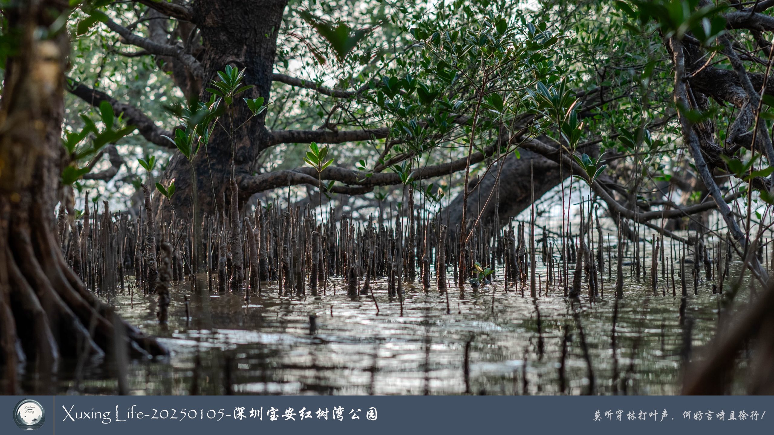 Xuxing Life - 2025年1月5日 - 深圳红树湾公园