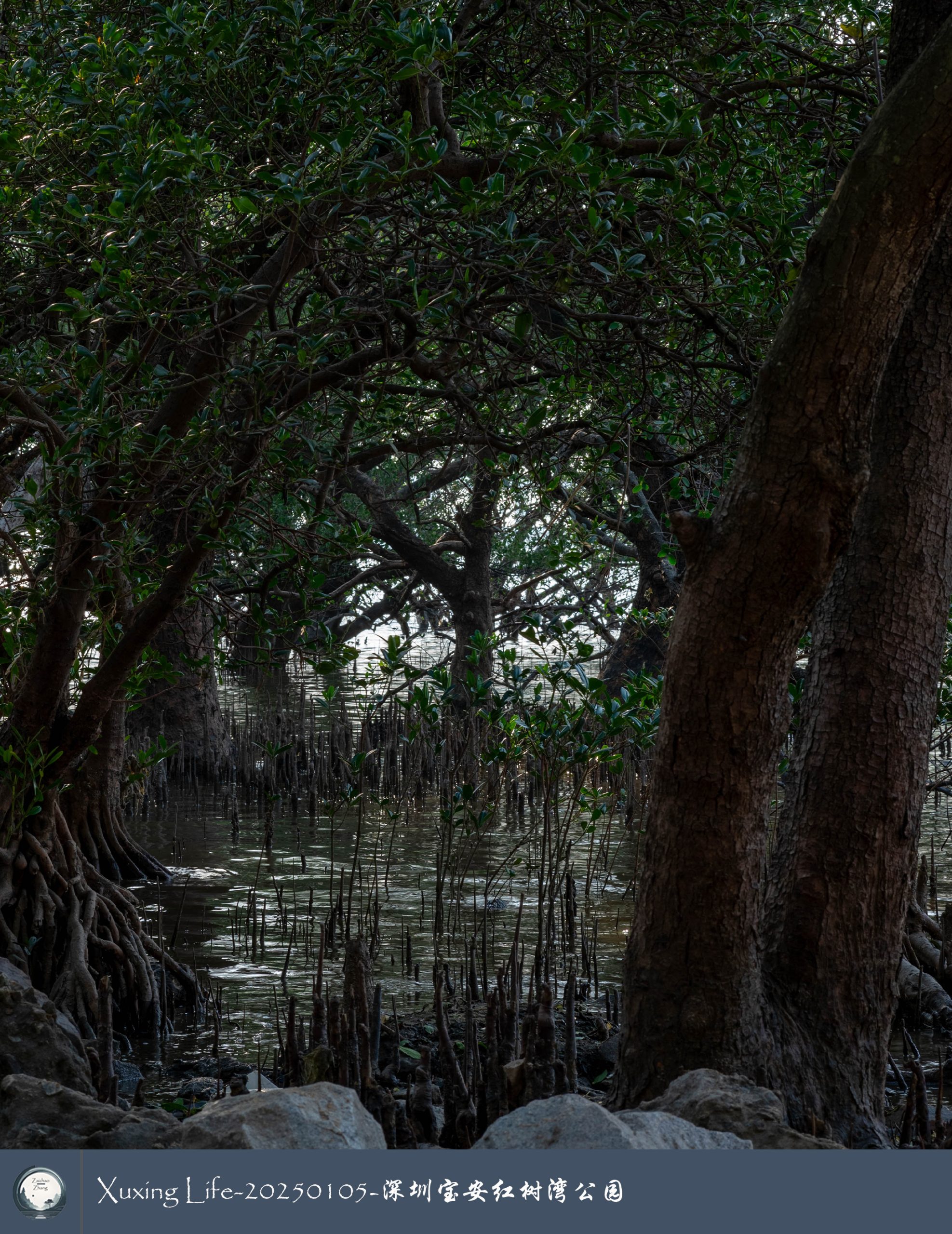 Xuxing Life - 2025年1月5日 - 深圳红树湾公园