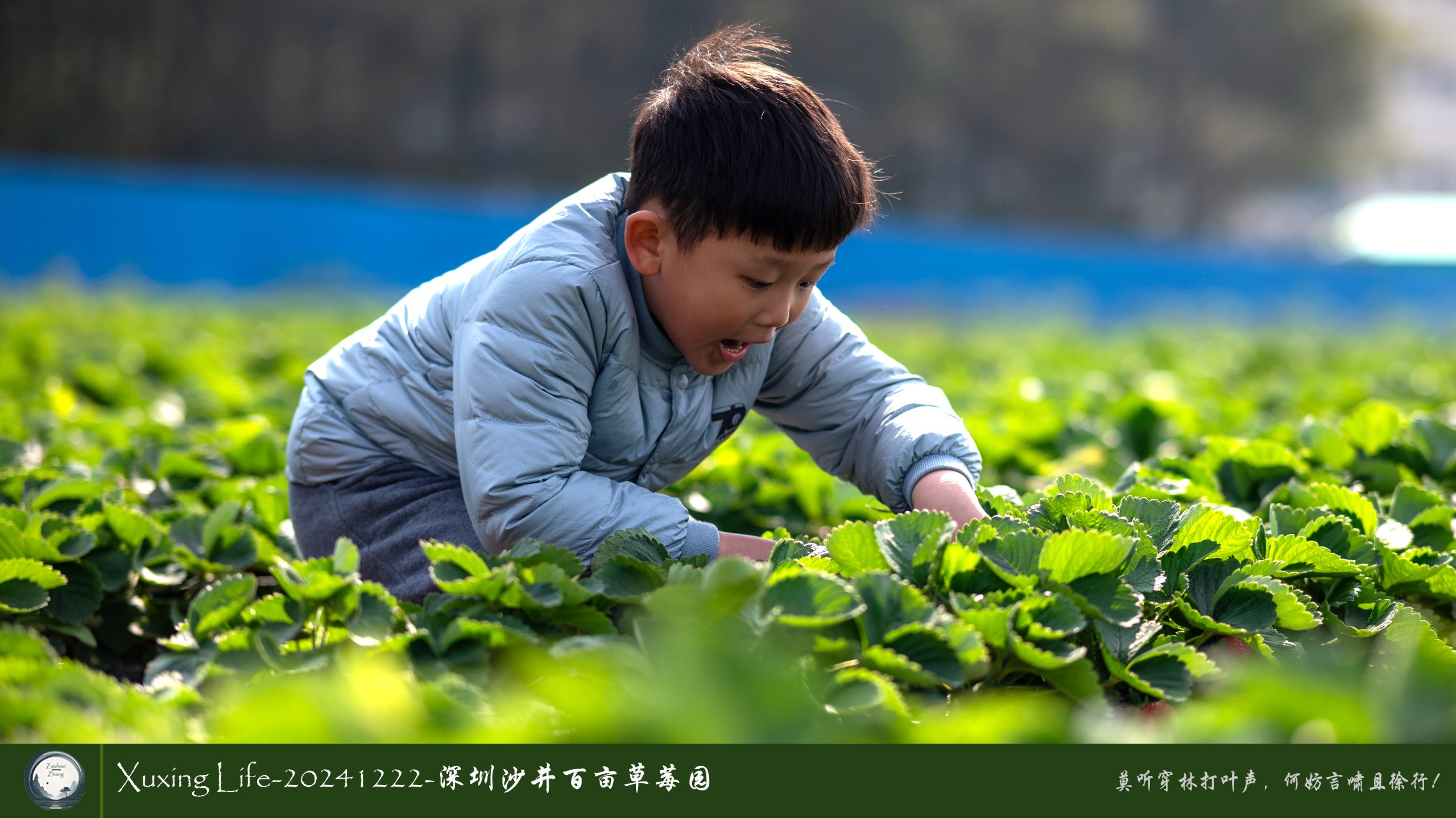 XuXing Life - 20241222 - 沙井百亩草莓园
