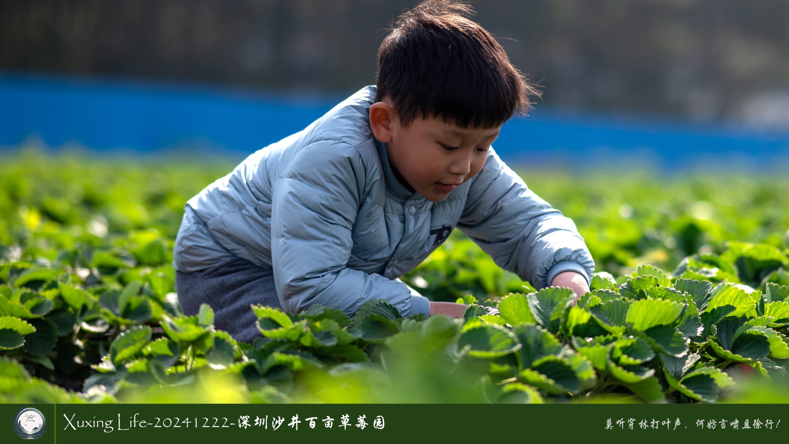XuXing Life - 20241222 - 沙井百亩草莓园