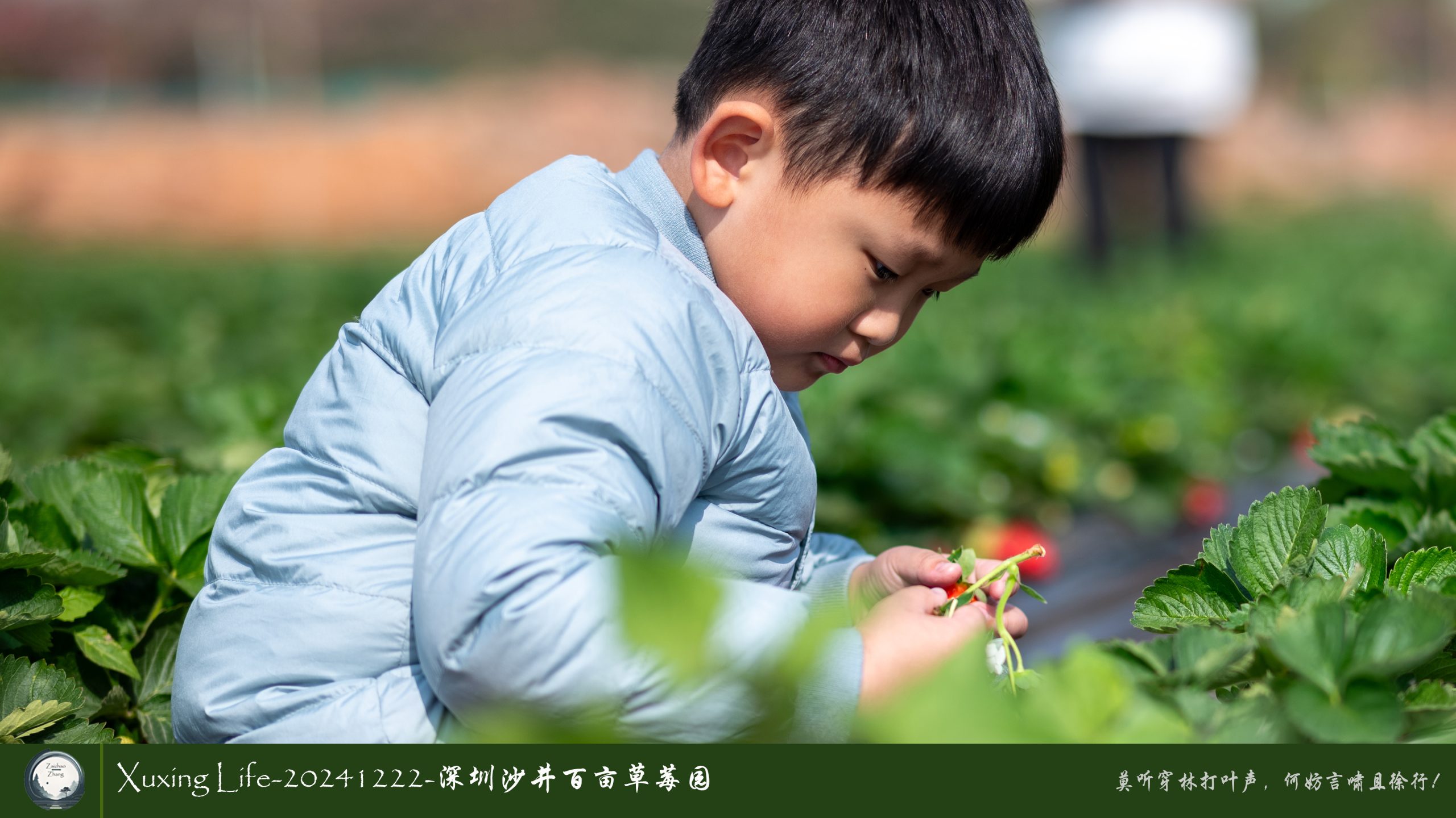 XuXing Life - 20241222 - 沙井百亩草莓园