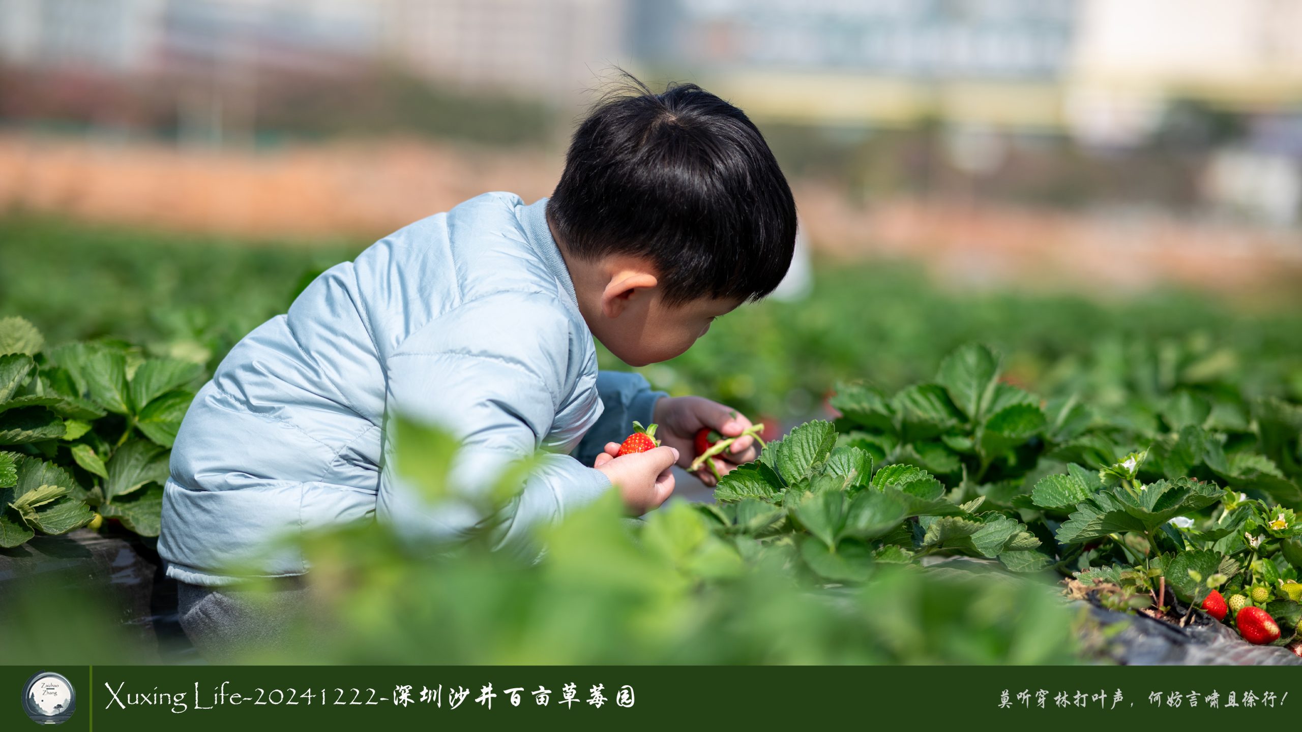 XuXing Life - 20241222 - 沙井百亩草莓园