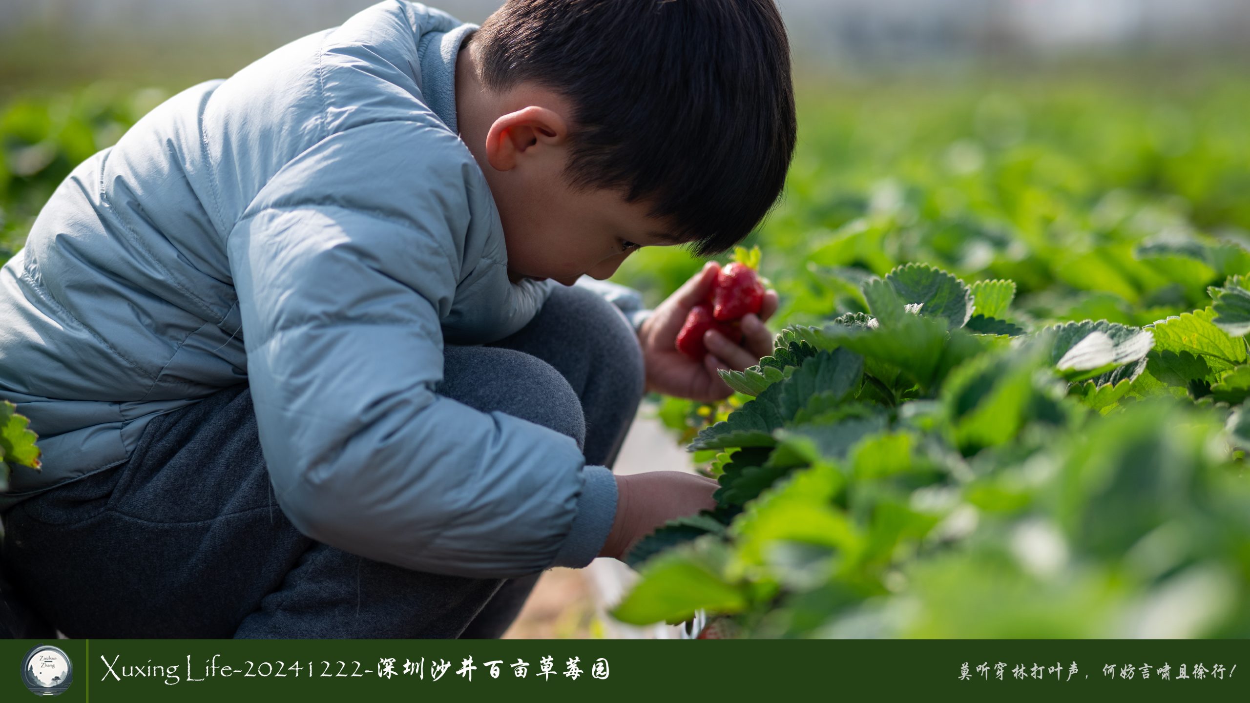 XuXing Life - 20241222 - 沙井百亩草莓园
