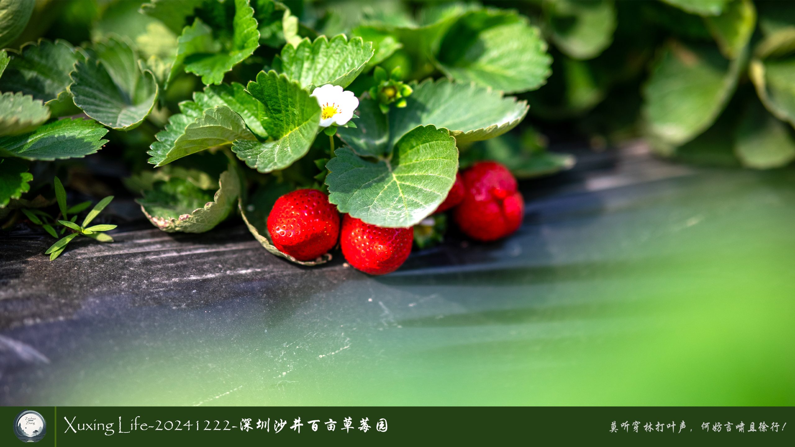 XuXing Life - 20241222 - 沙井百亩草莓园