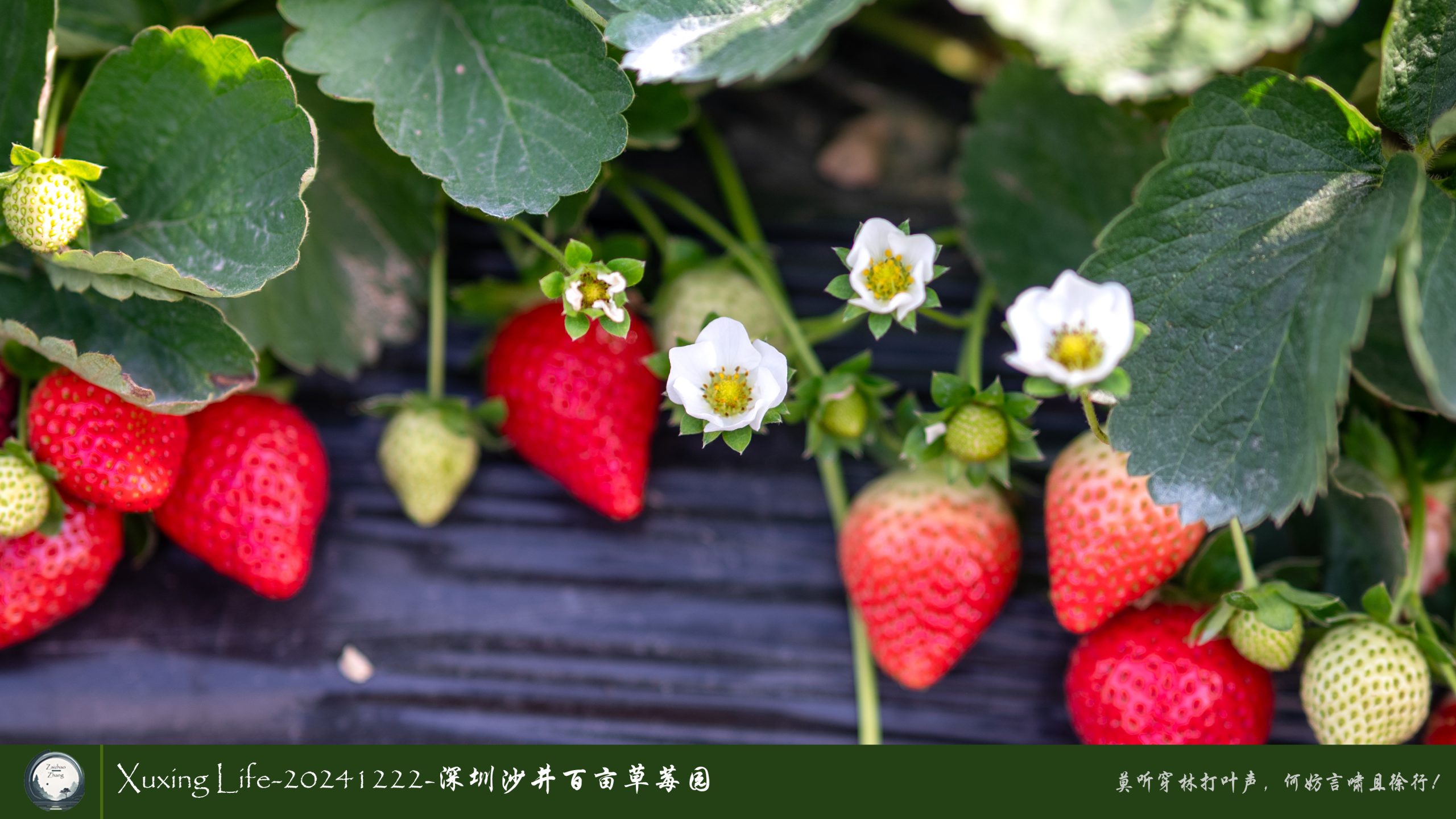 XuXing Life - 20241222 - 沙井百亩草莓园