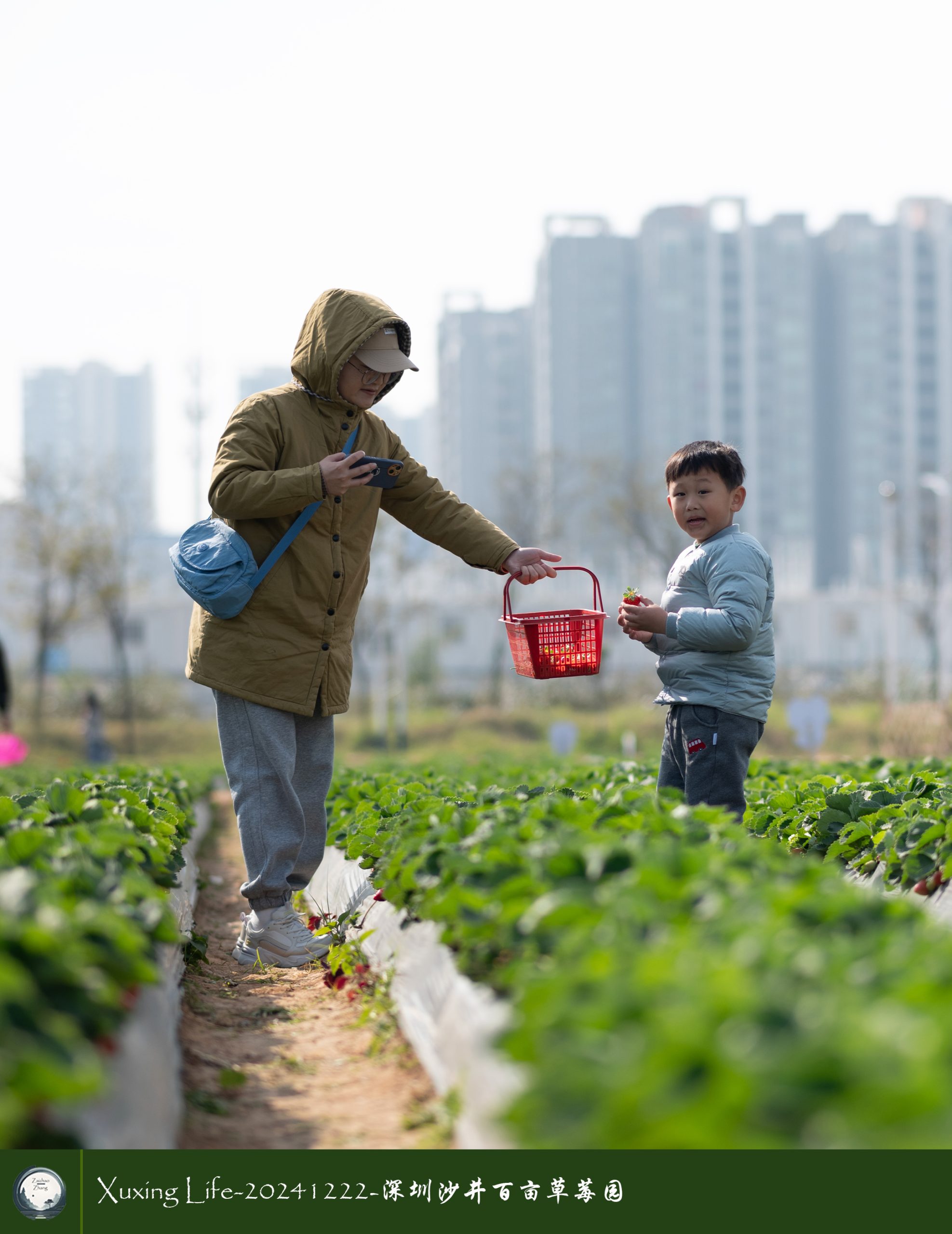 XuXing Life - 20241222 - 沙井百亩草莓园