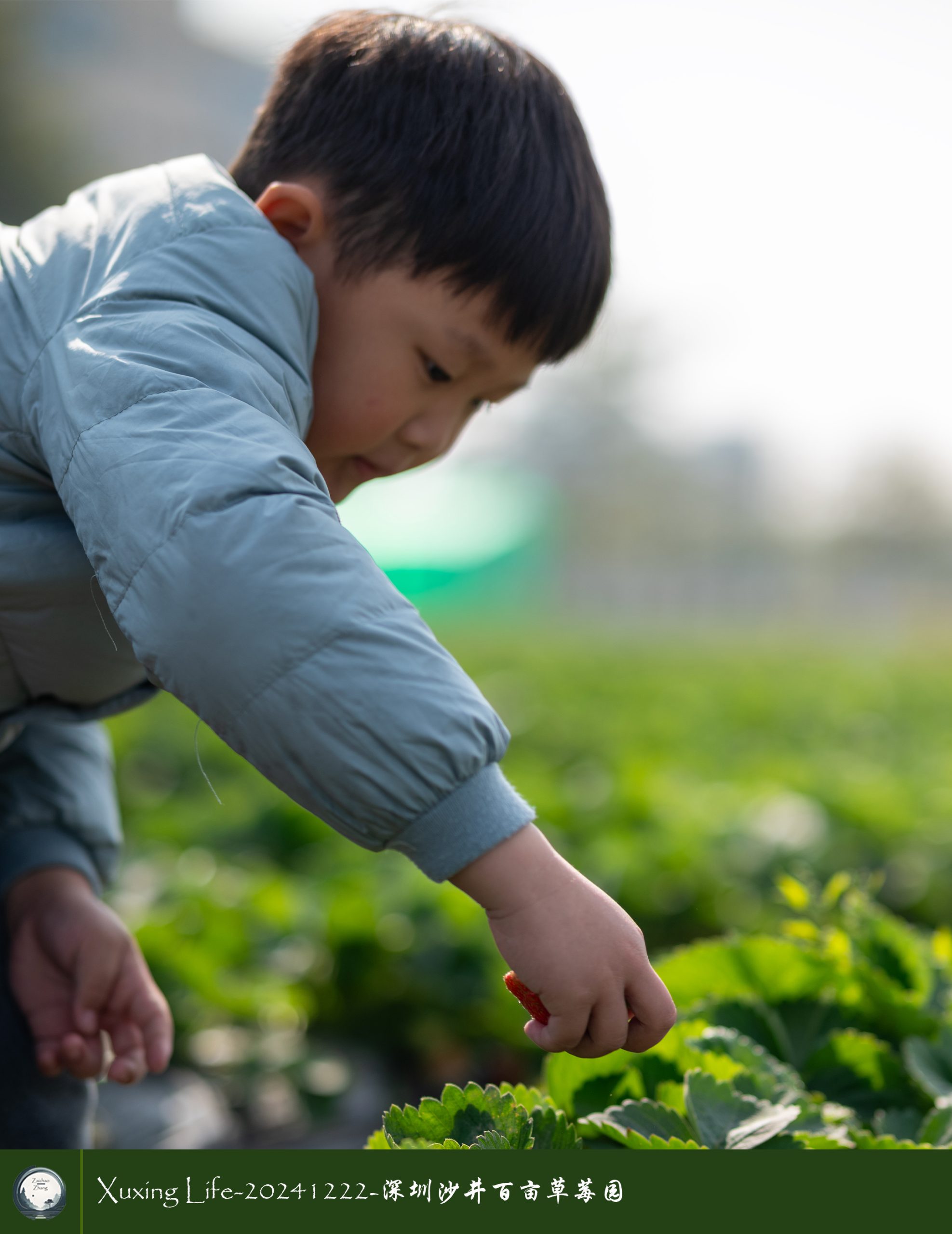 XuXing Life - 20241222 - 沙井百亩草莓园