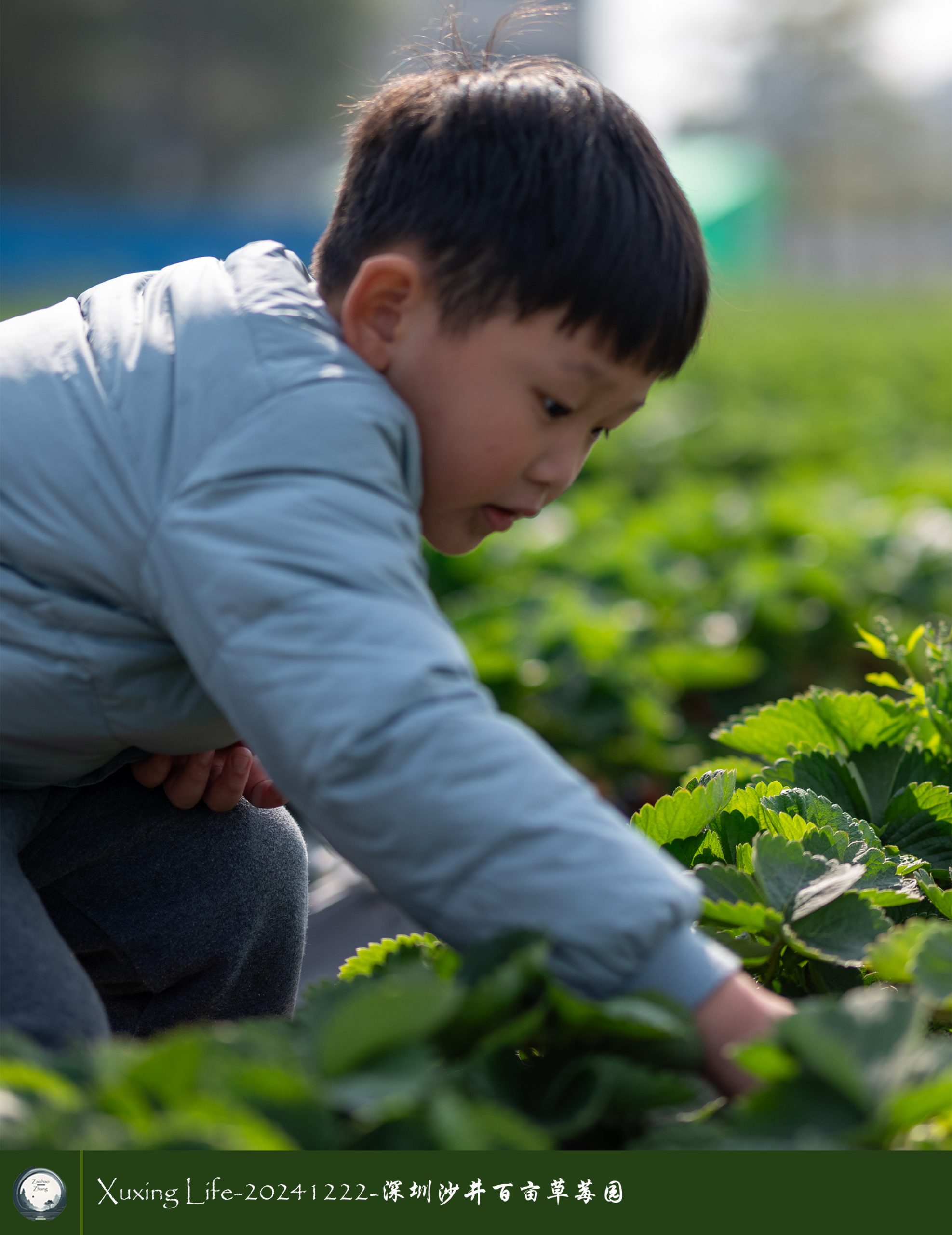 XuXing Life - 20241222 - 沙井百亩草莓园