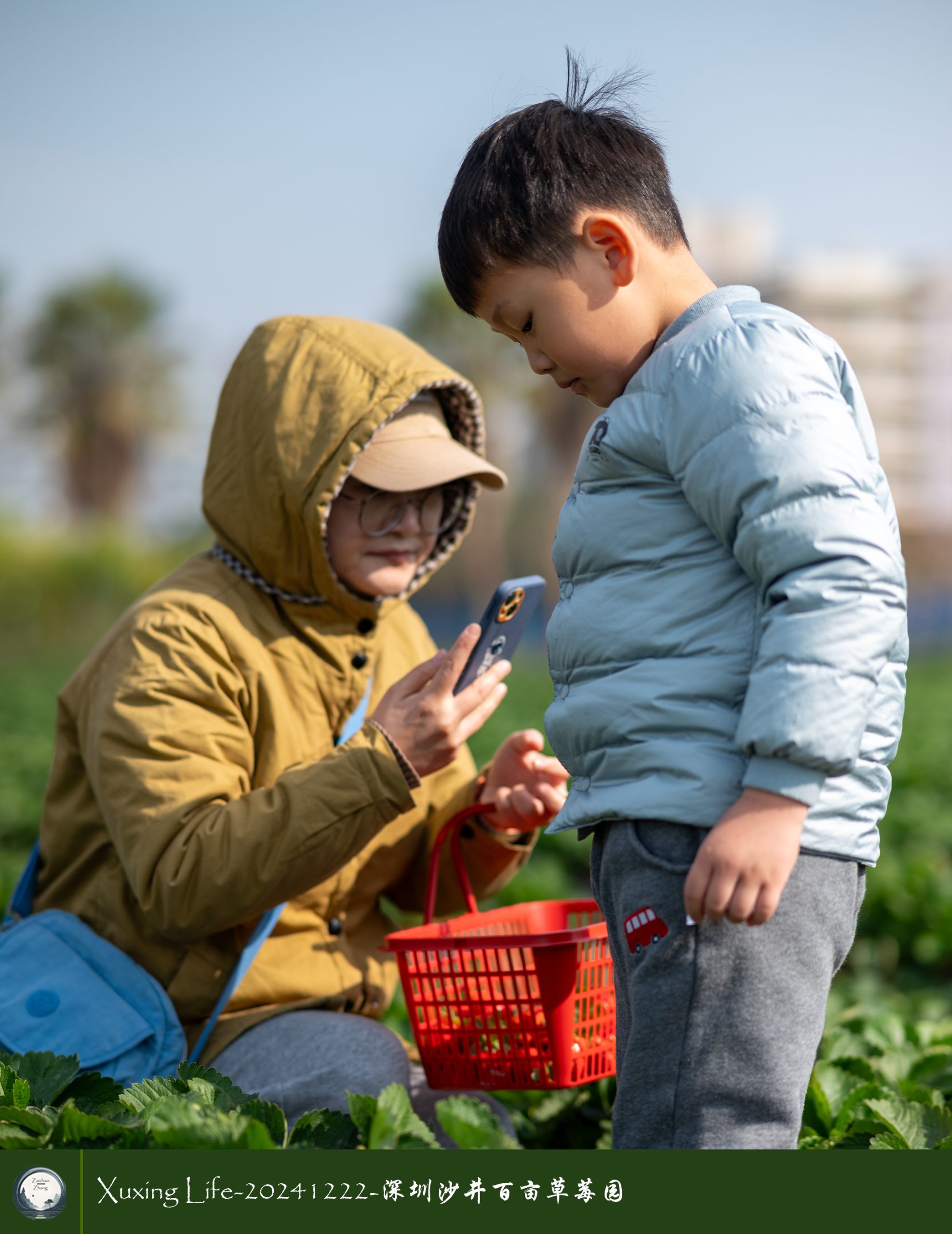 XuXing Life - 20241222 - 沙井百亩草莓园
