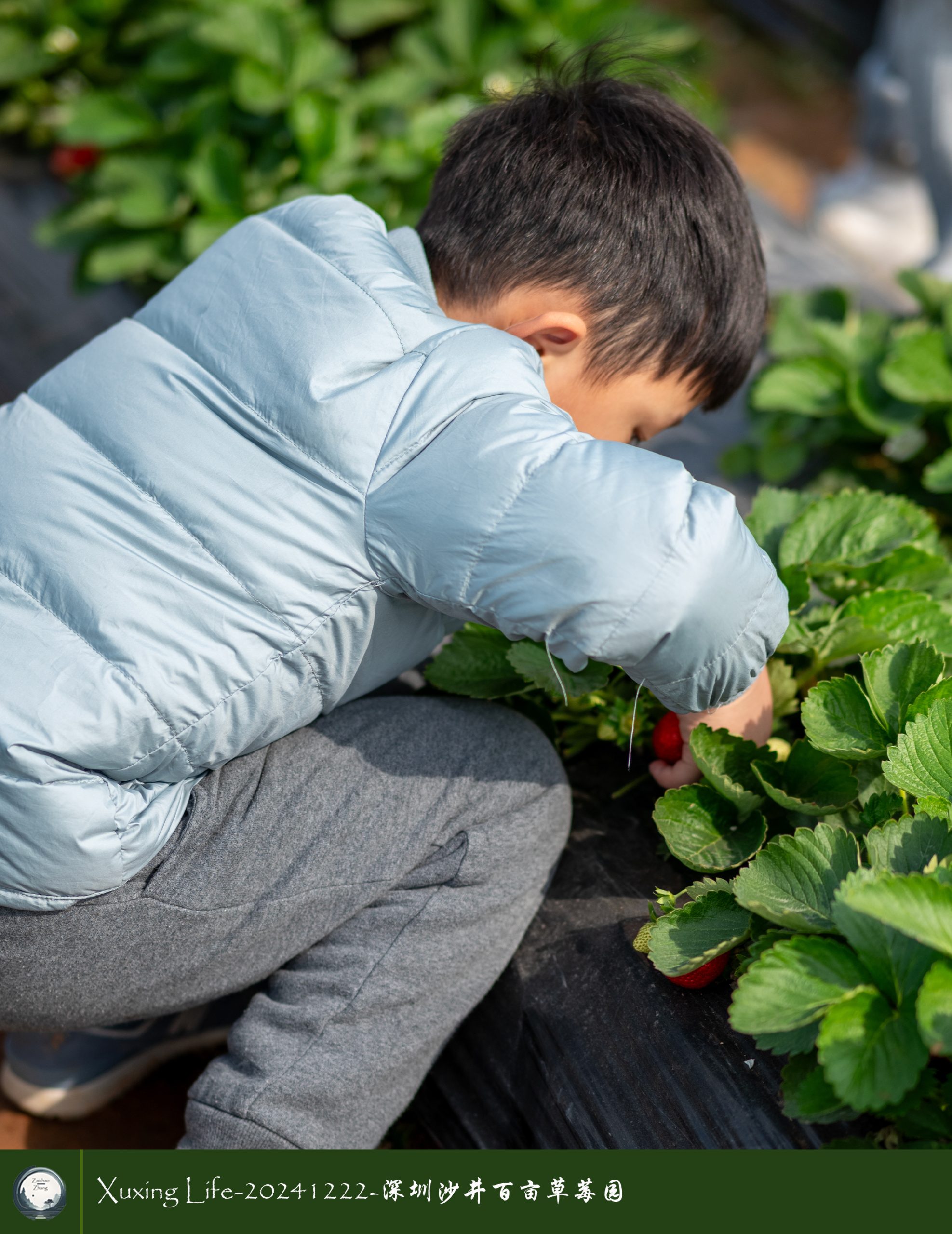 XuXing Life - 20241222 - 沙井百亩草莓园