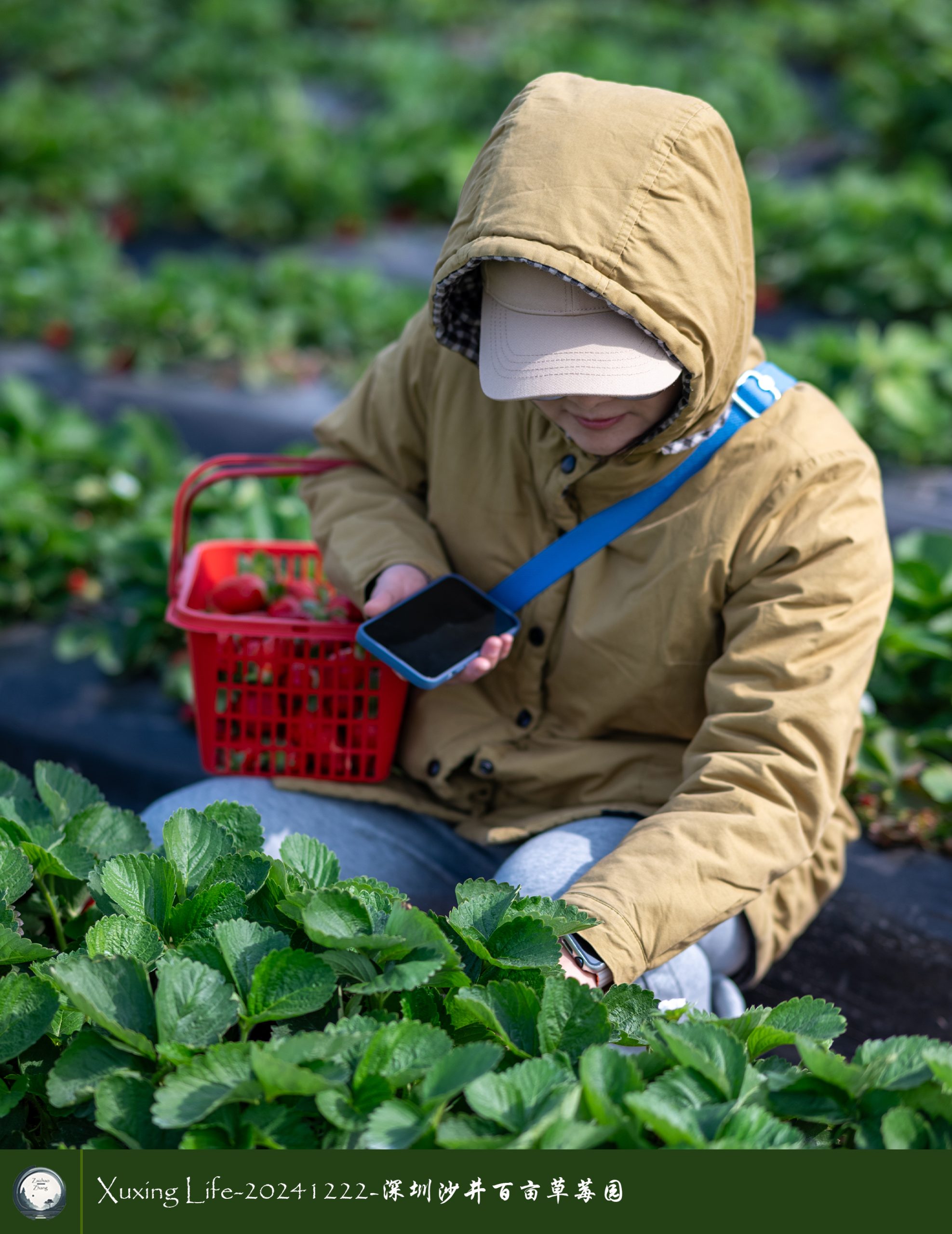 XuXing Life - 20241222 - 沙井百亩草莓园